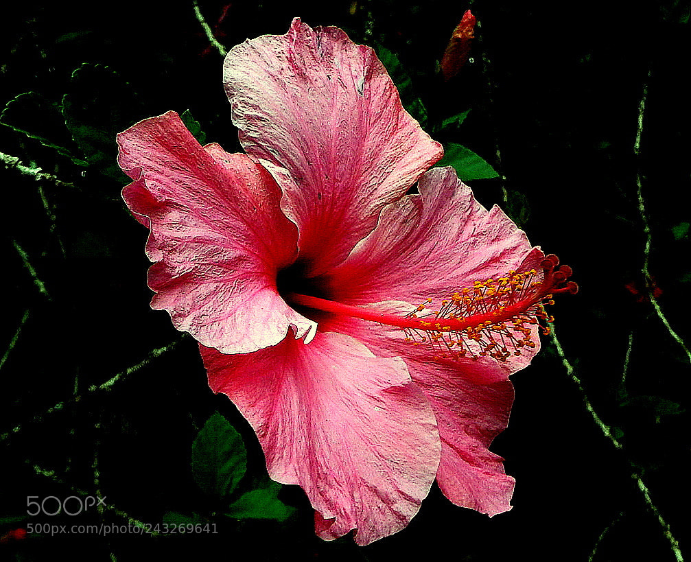 Fujifilm FinePix SL1000 sample photo. One picture .. photography