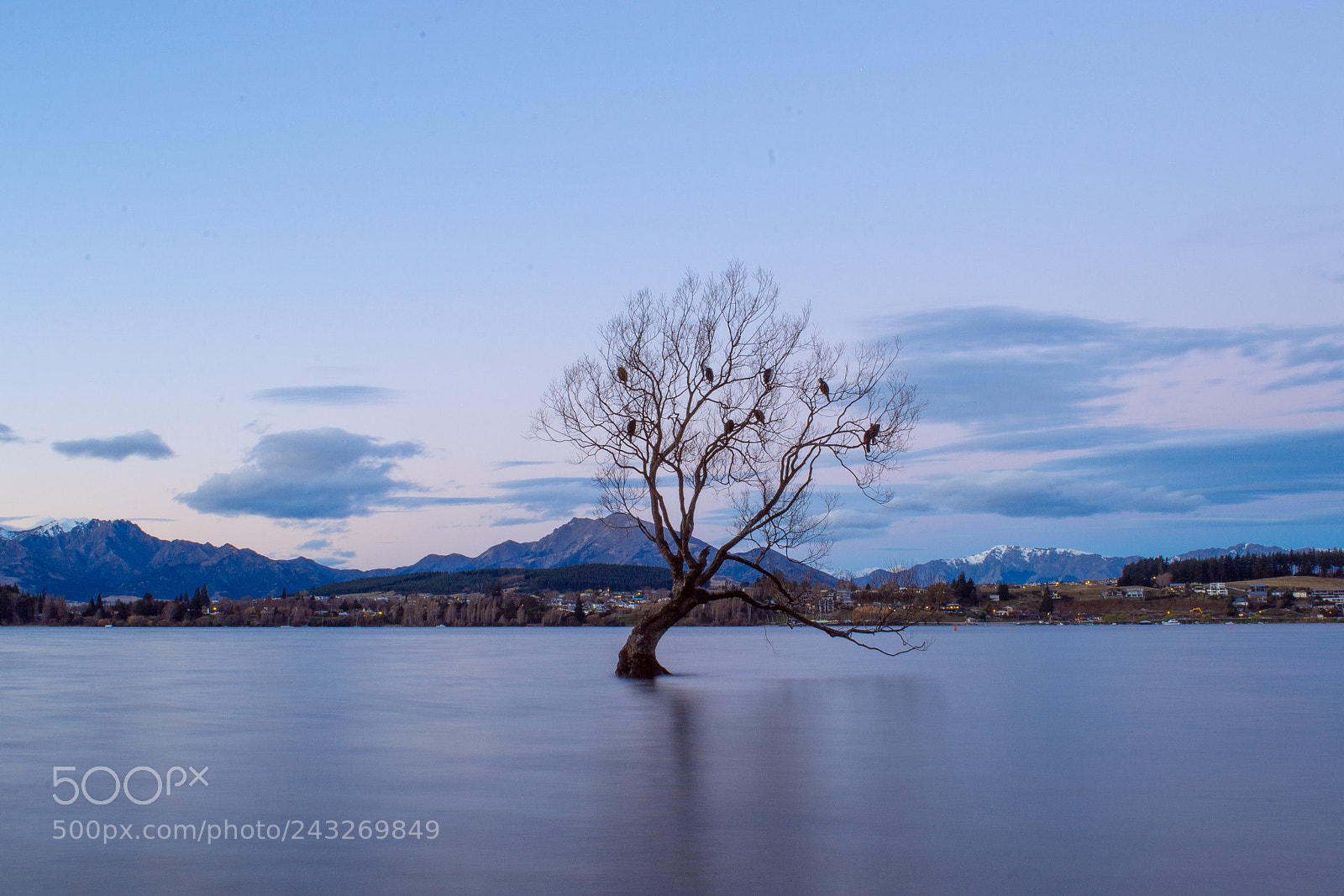 Nikon D3100 sample photo. That wanaka tree, new photography