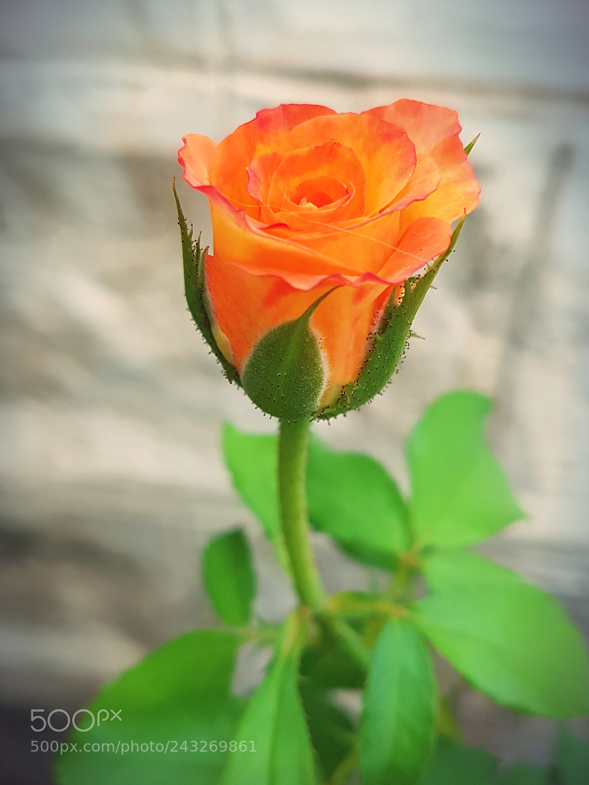 Samsung Galaxy S7 Edge sample photo. Rose deep photography