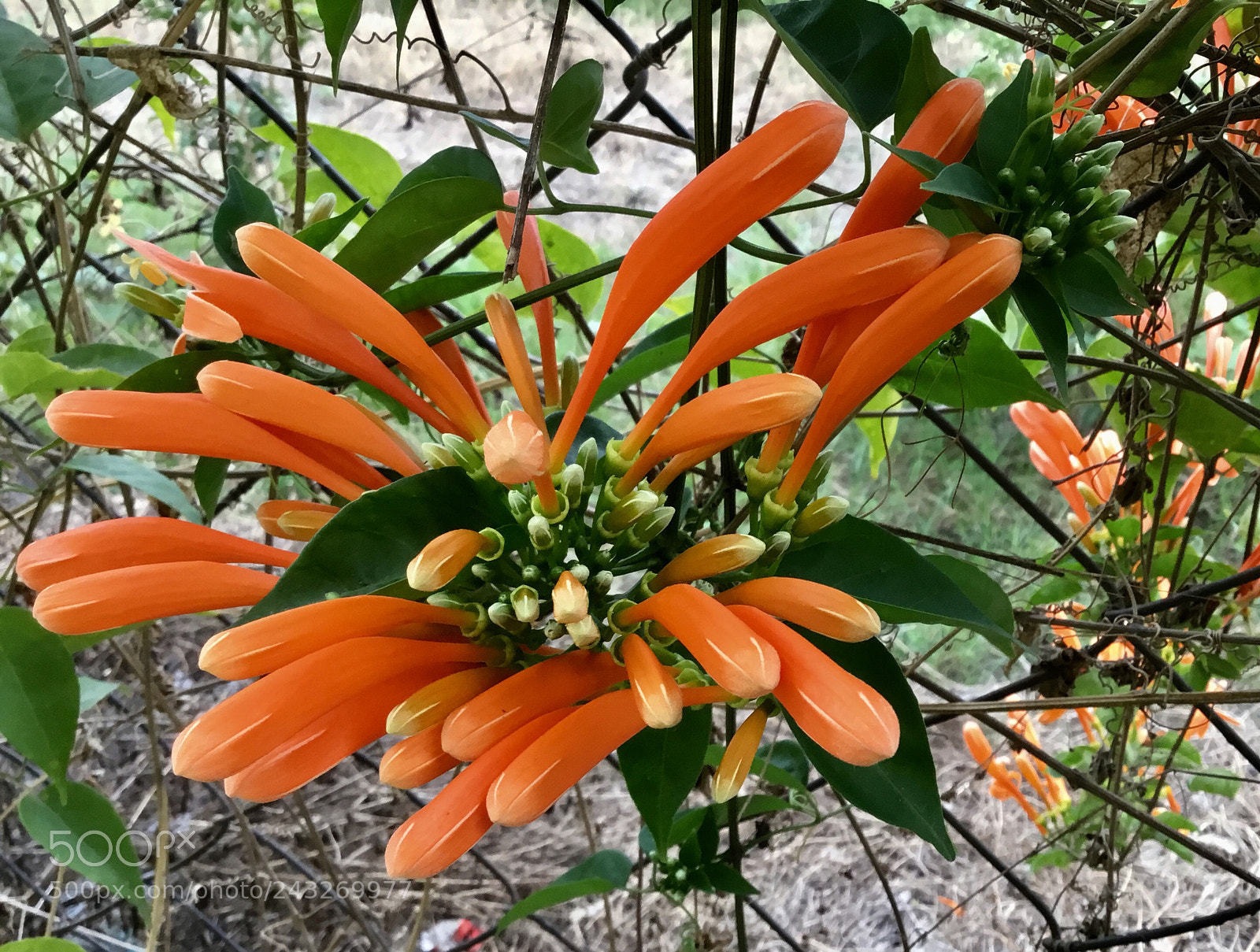Apple iPad sample photo. Exploding orange photography