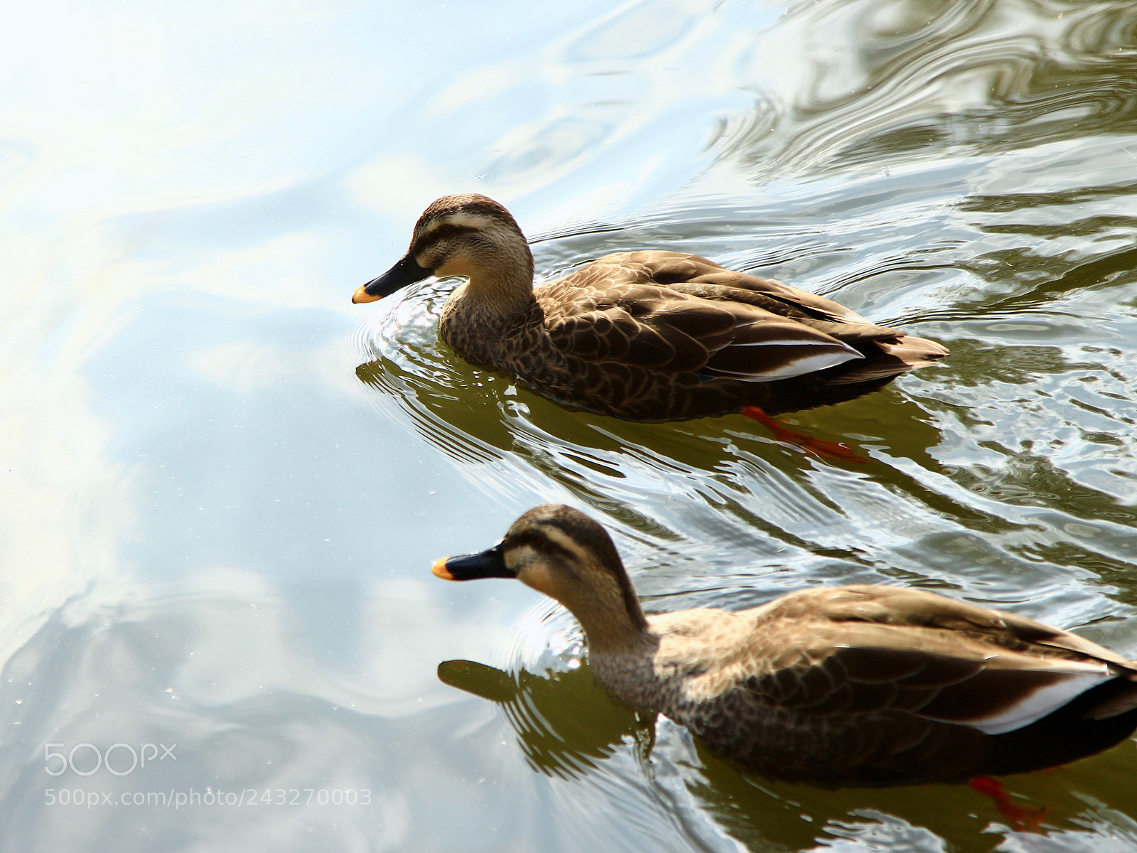 Canon EOS 700D (EOS Rebel T5i / EOS Kiss X7i) sample photo. In the afternoon sun... photography