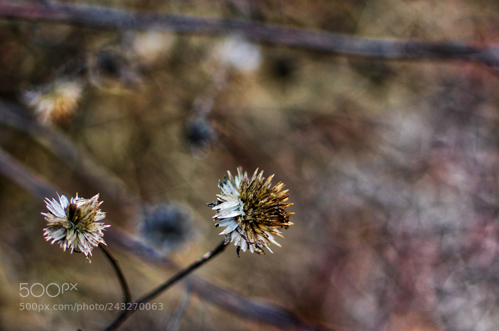 Pentax K-3 sample photo. Dead stuff photography