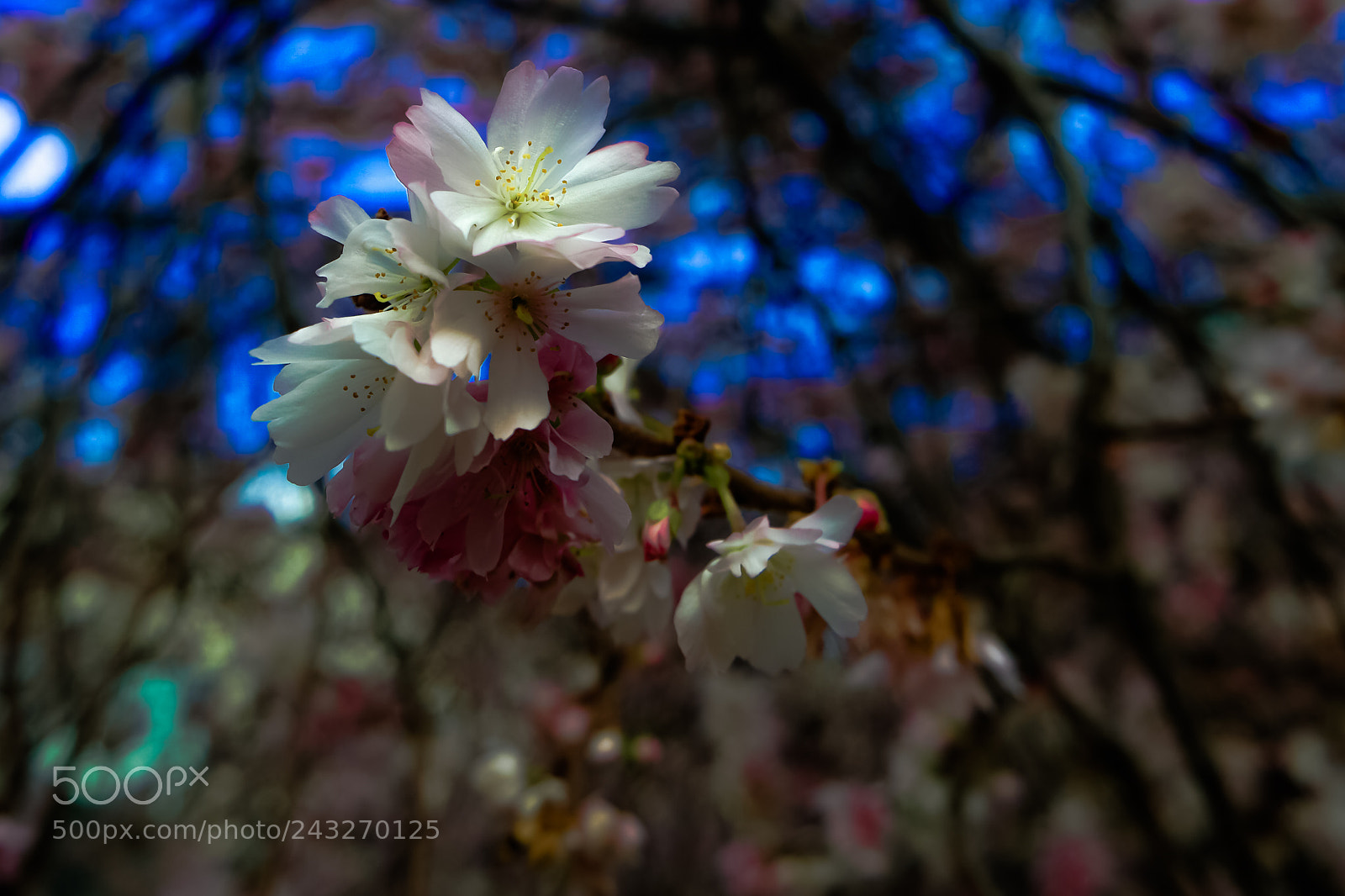 Samsung NX500 sample photo. Juvenile winter petals photography