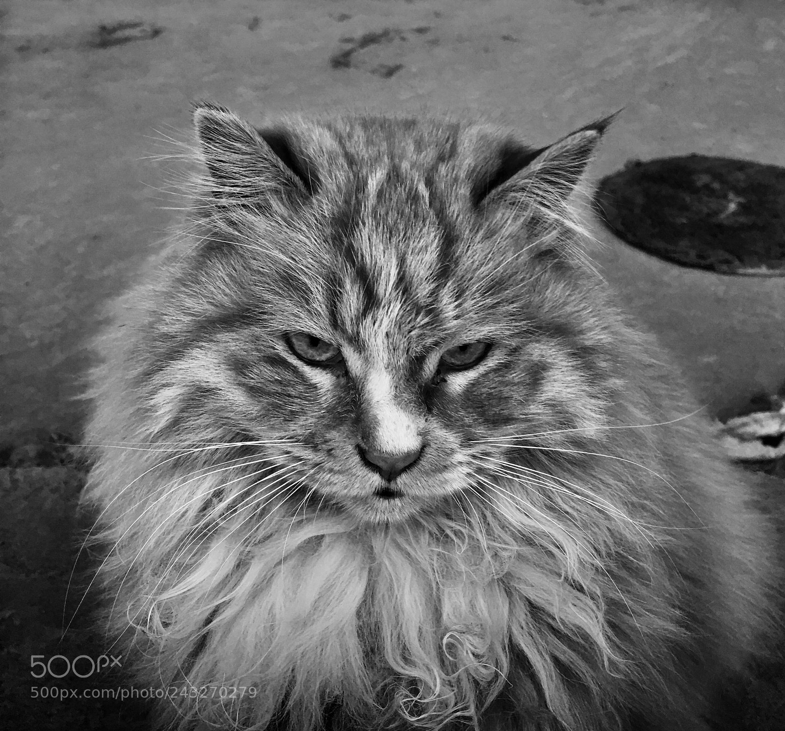 Apple iPhone 6s Plus sample photo. Cat photography