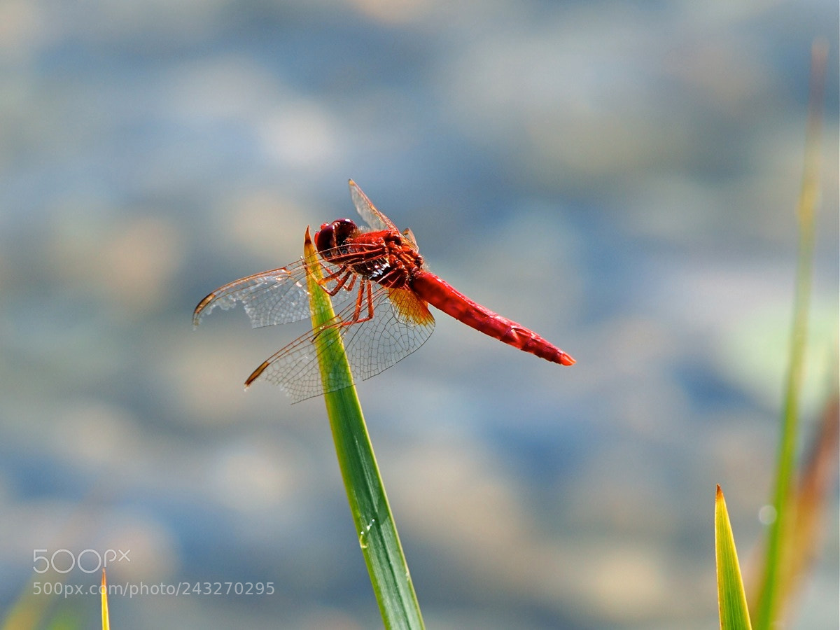 Olympus OM-D E-M5 sample photo. Dragonfly photography