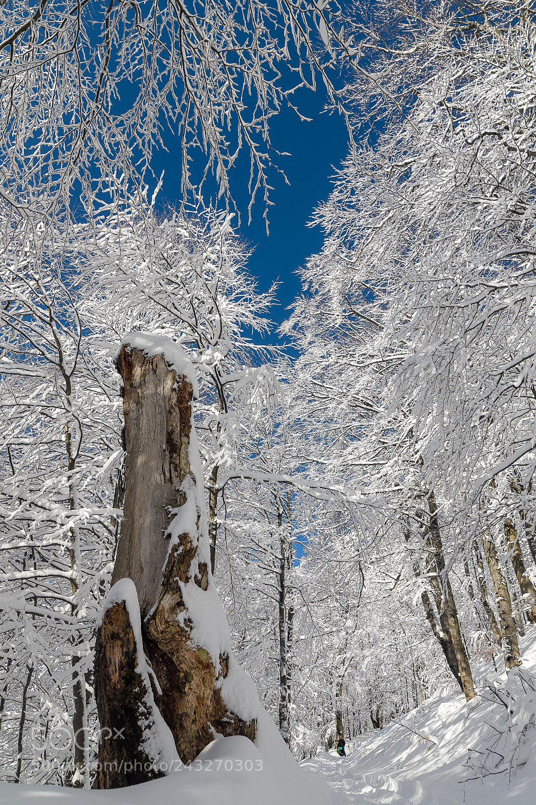 Pentax K-S2 sample photo. Winter in bieszczady photography