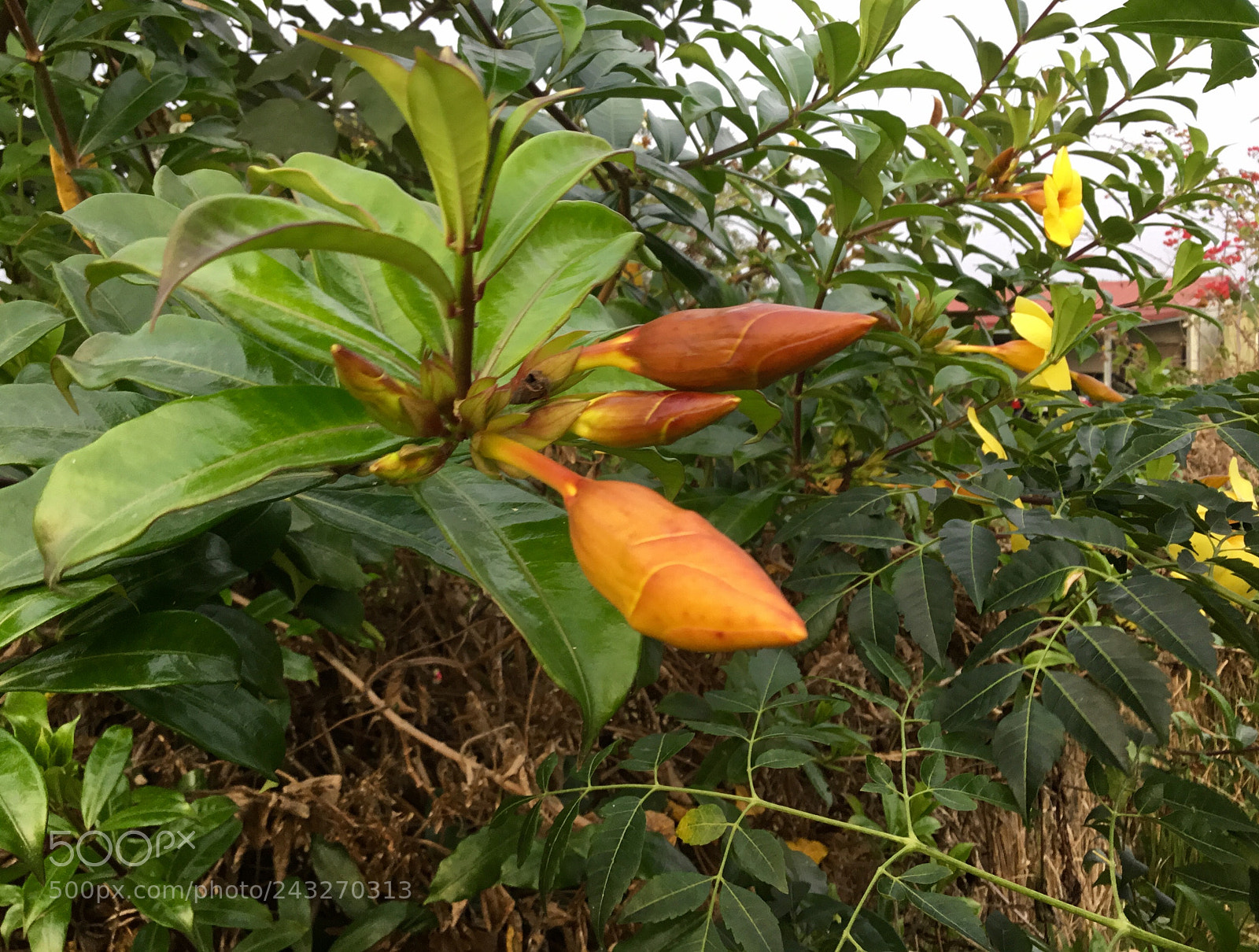 Apple iPad sample photo. Gorgeous buds photography