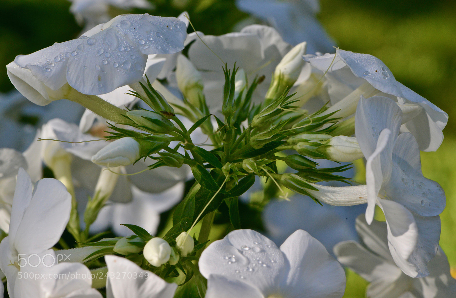 Nikon D800 sample photo. Phlox flower photography