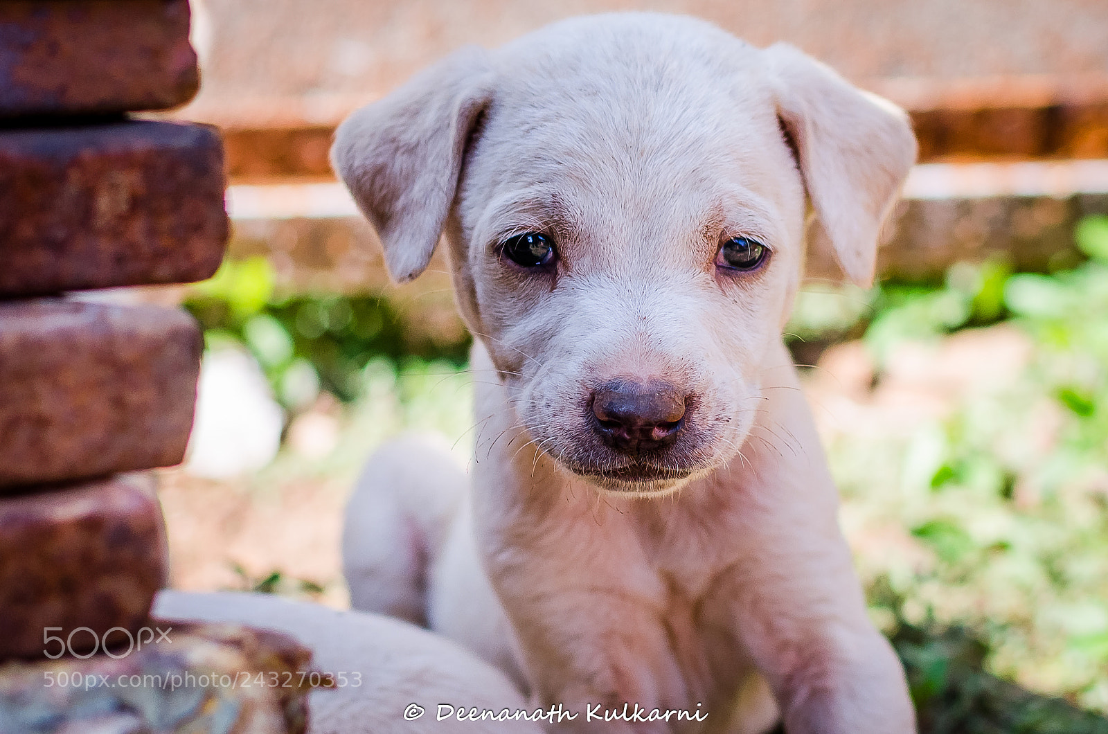 Nikon D5100 sample photo. Cuteness overloaded photography