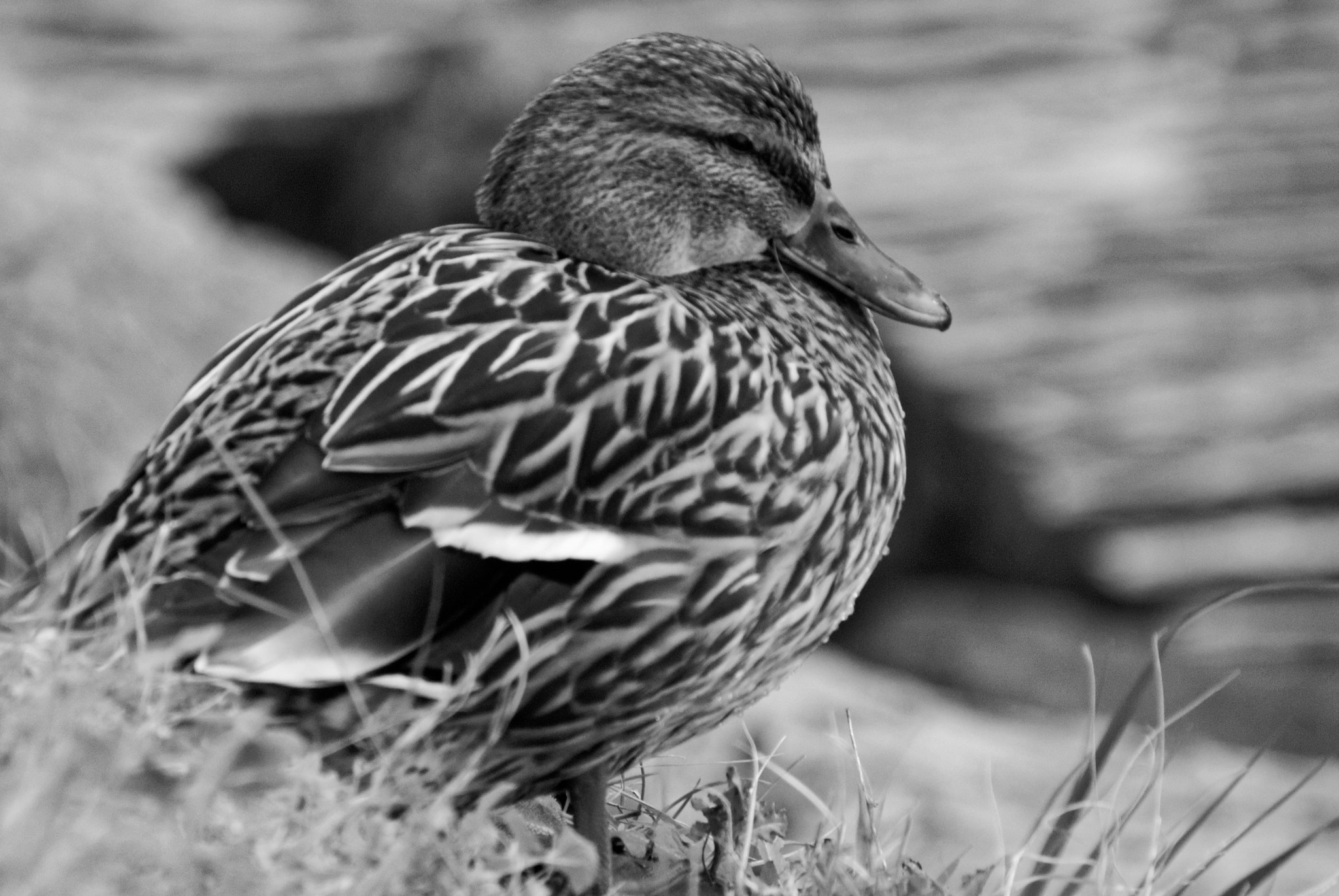 Sony 75-300mm F4.5-5.6 sample photo. Duck in winter / canard en hiver photography