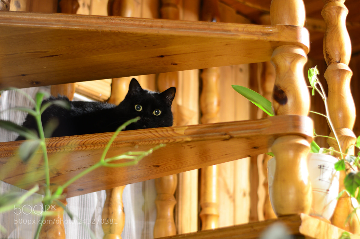 Nikon D3200 sample photo. Yellow eyes photography
