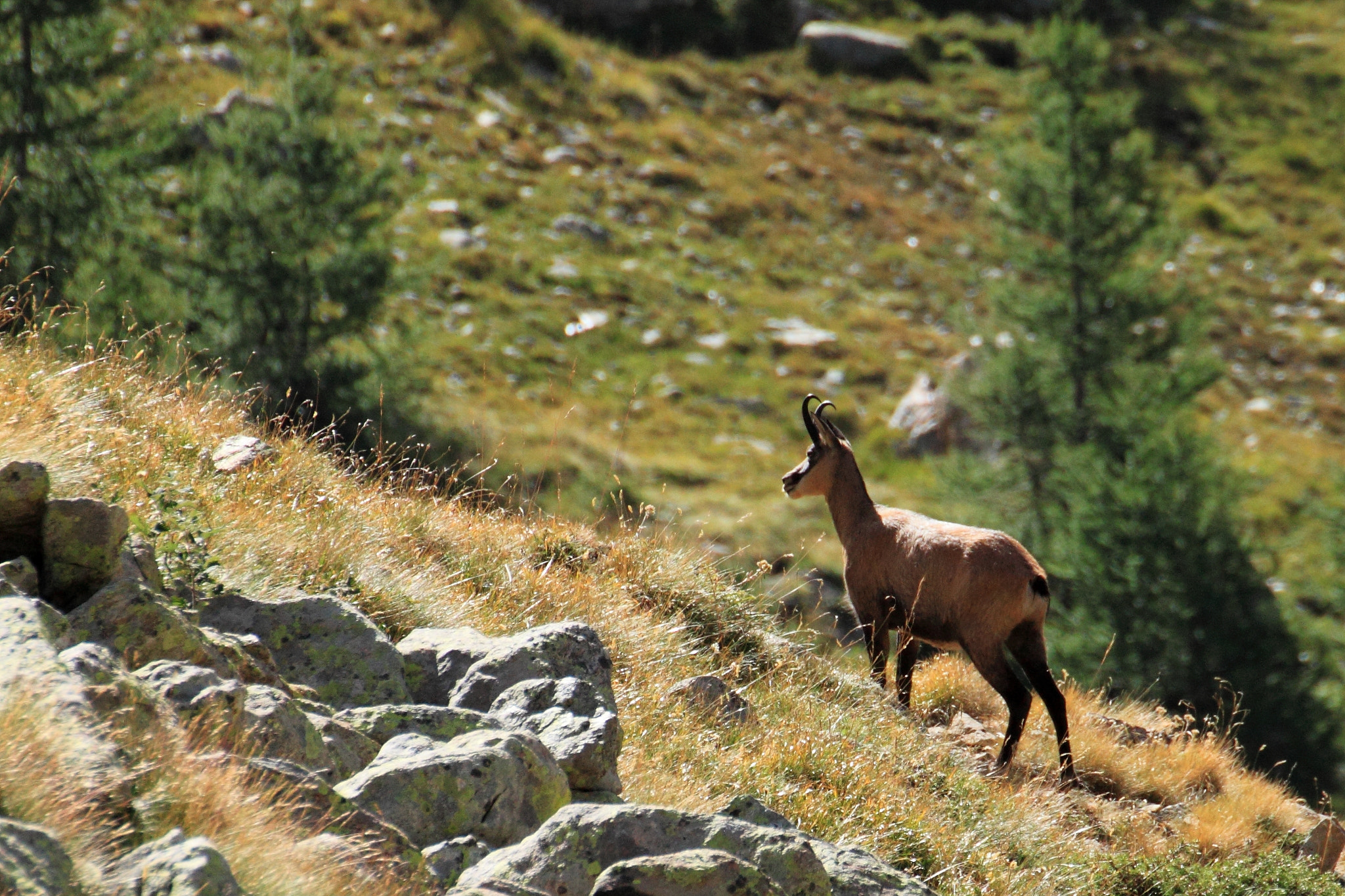 Canon EOS 500D (EOS Rebel T1i / EOS Kiss X3) + Tamron SP 35mm F1.8 Di VC USD sample photo. Chamois - bouquetins photography