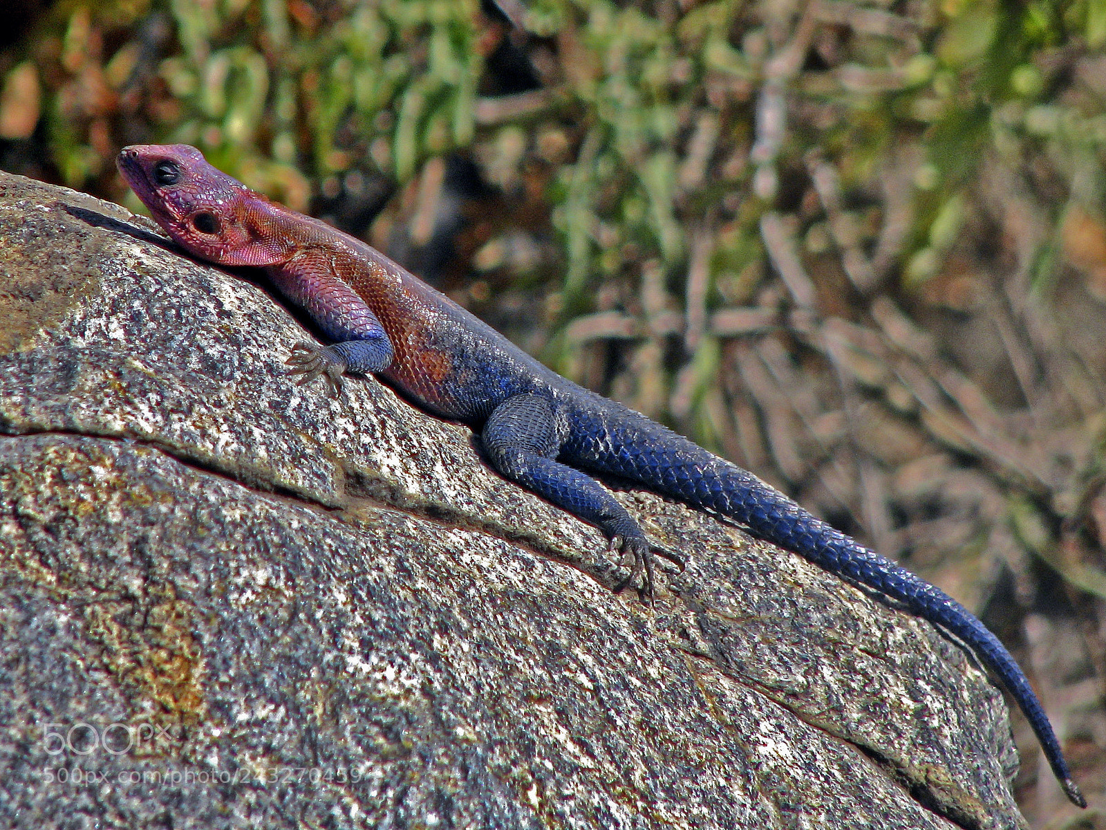 Canon POWERSHOT S5 IS sample photo. Lizard photography