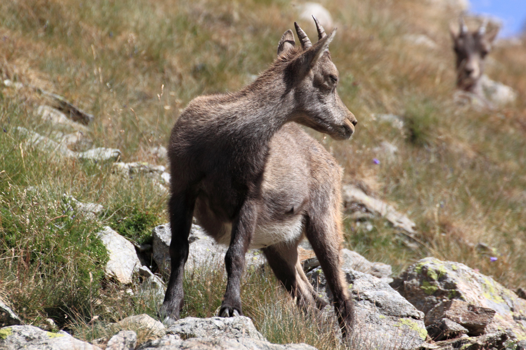 Tamron SP 35mm F1.8 Di VC USD sample photo. Chamois - bouquetins photography