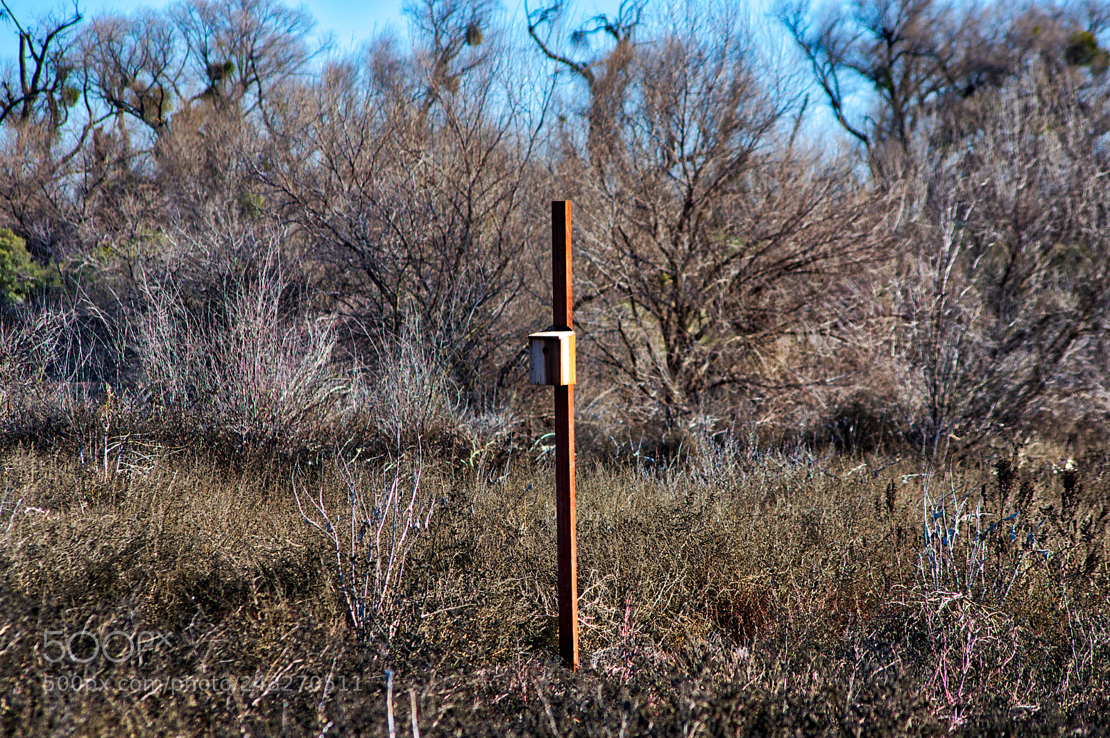 Pentax K-3 II sample photo. Bird mailbox photography