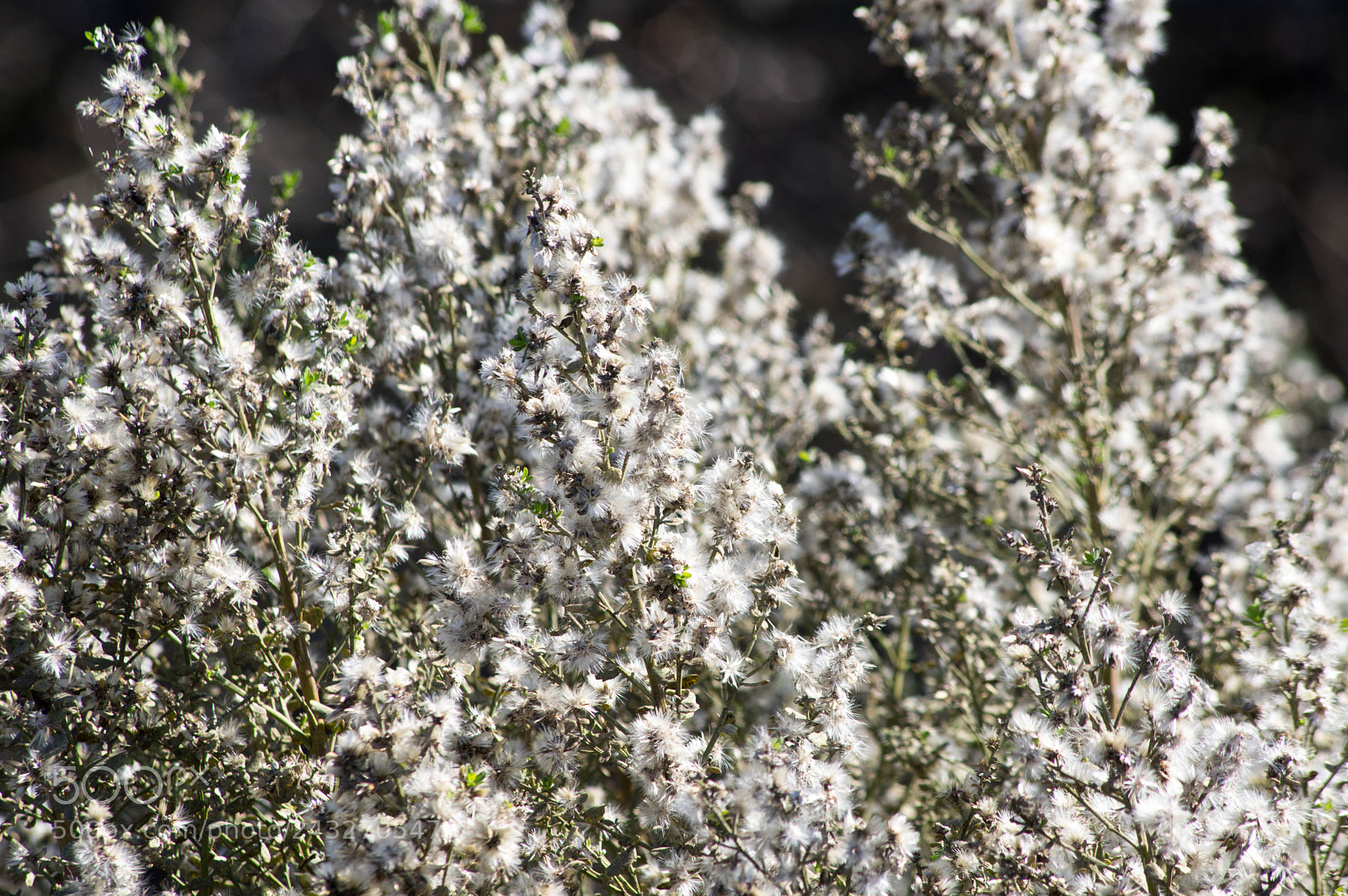 Pentax K-3 II sample photo. White flowerz photography