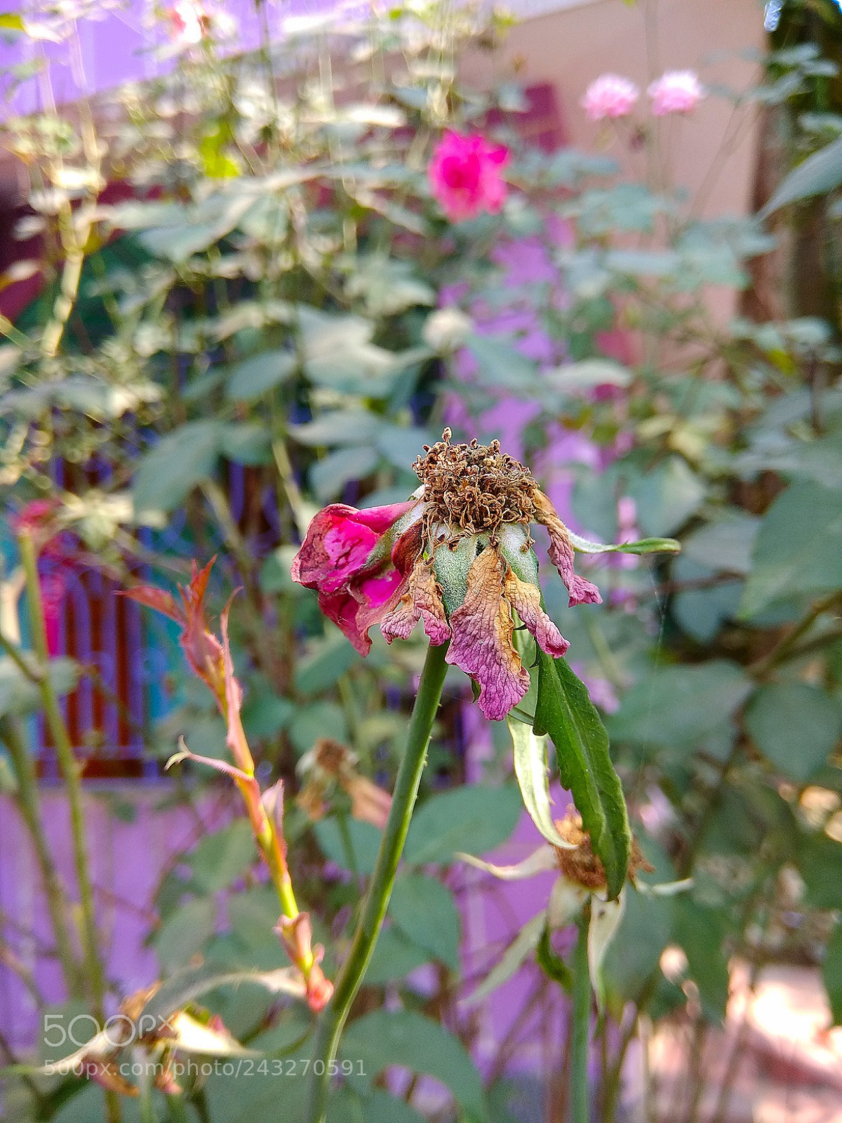 Xiaomi Redmi Note 4 sample photo. Is this beautiful? photography