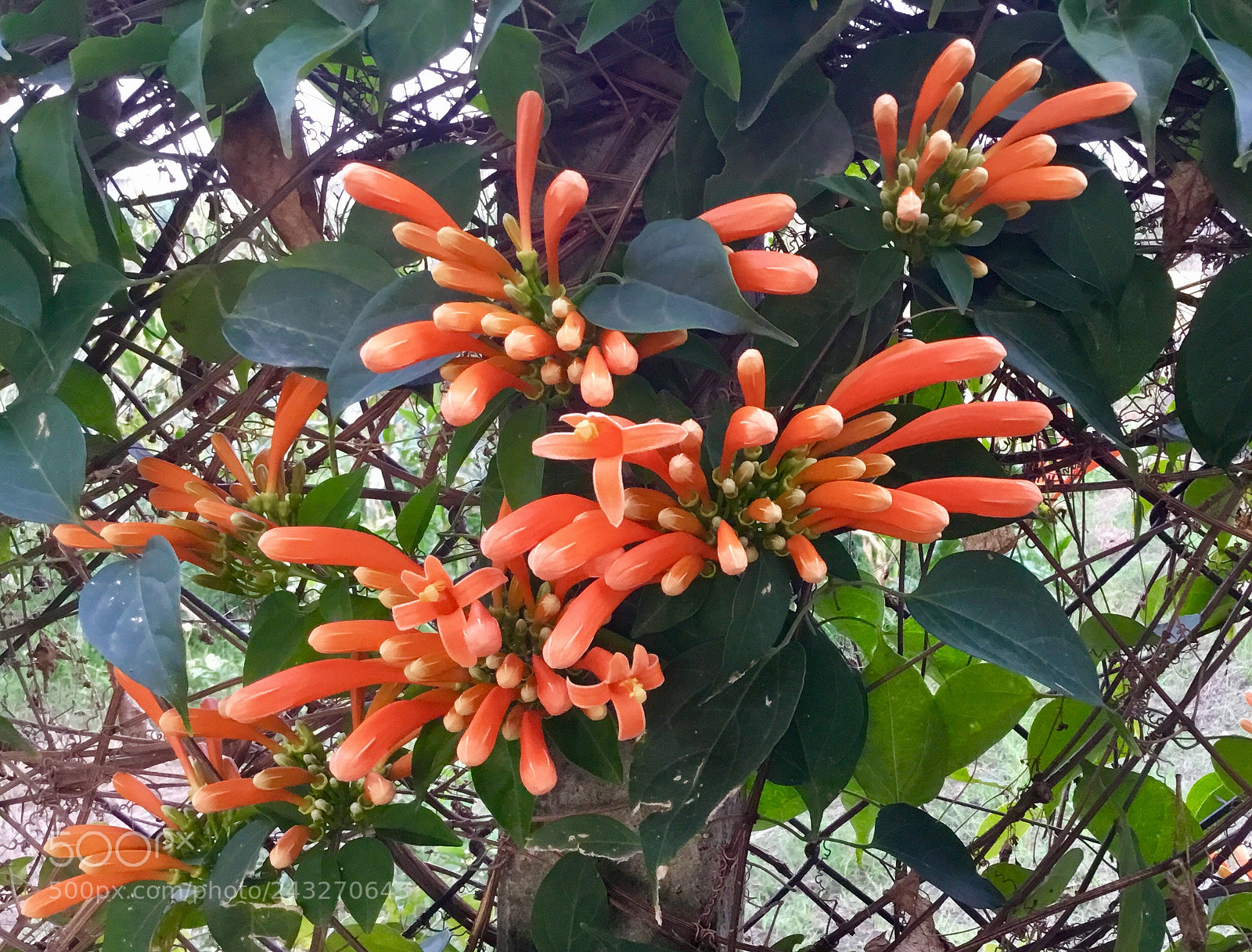 Apple iPad sample photo. Orange firecrackers photography