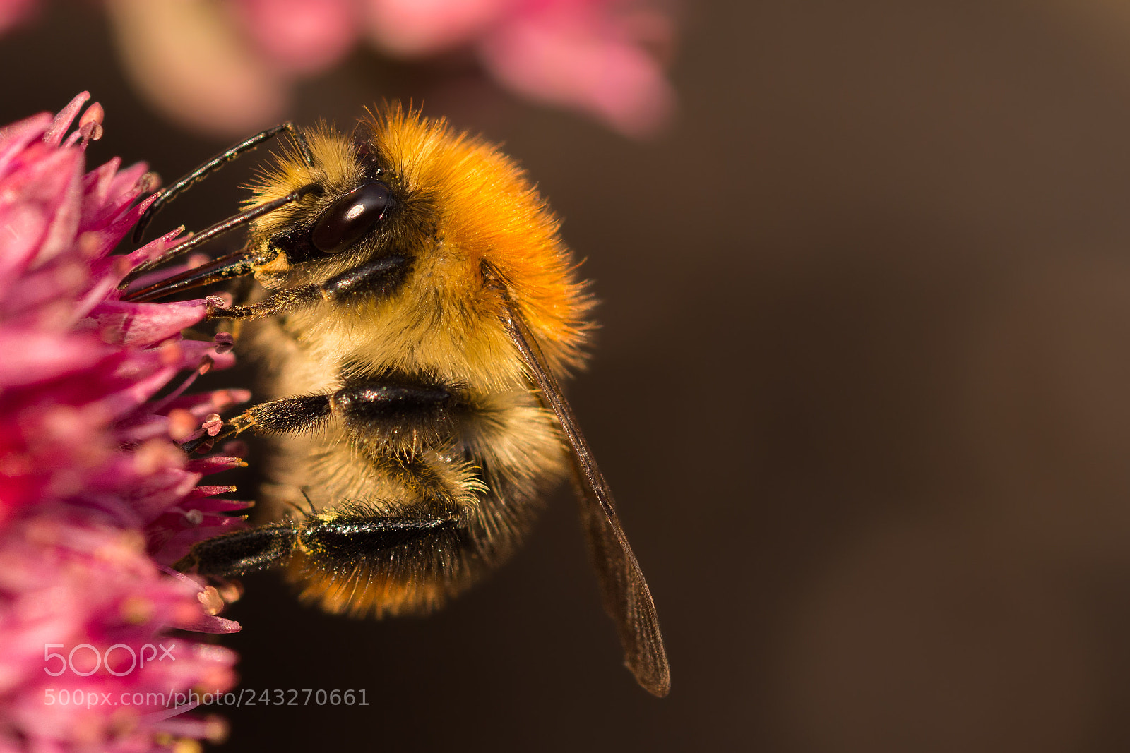 Nikon D7200 sample photo. Fluffy photography