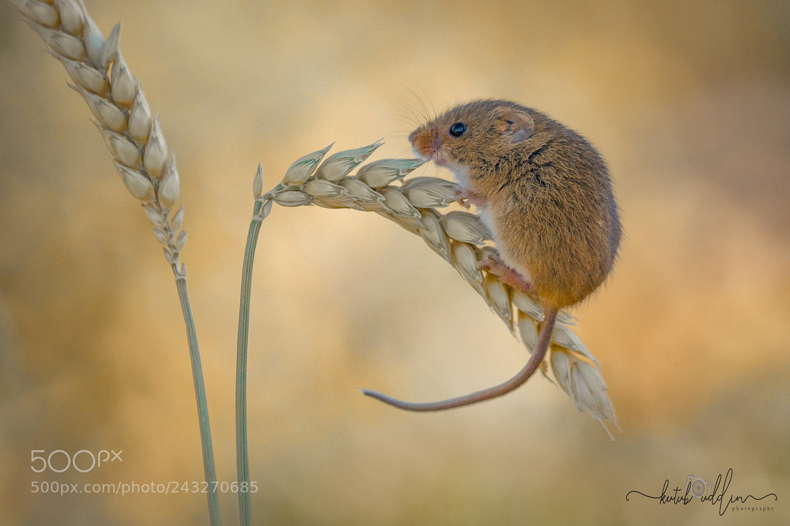Sony ILCA-77M2 sample photo. Harvest mice photography