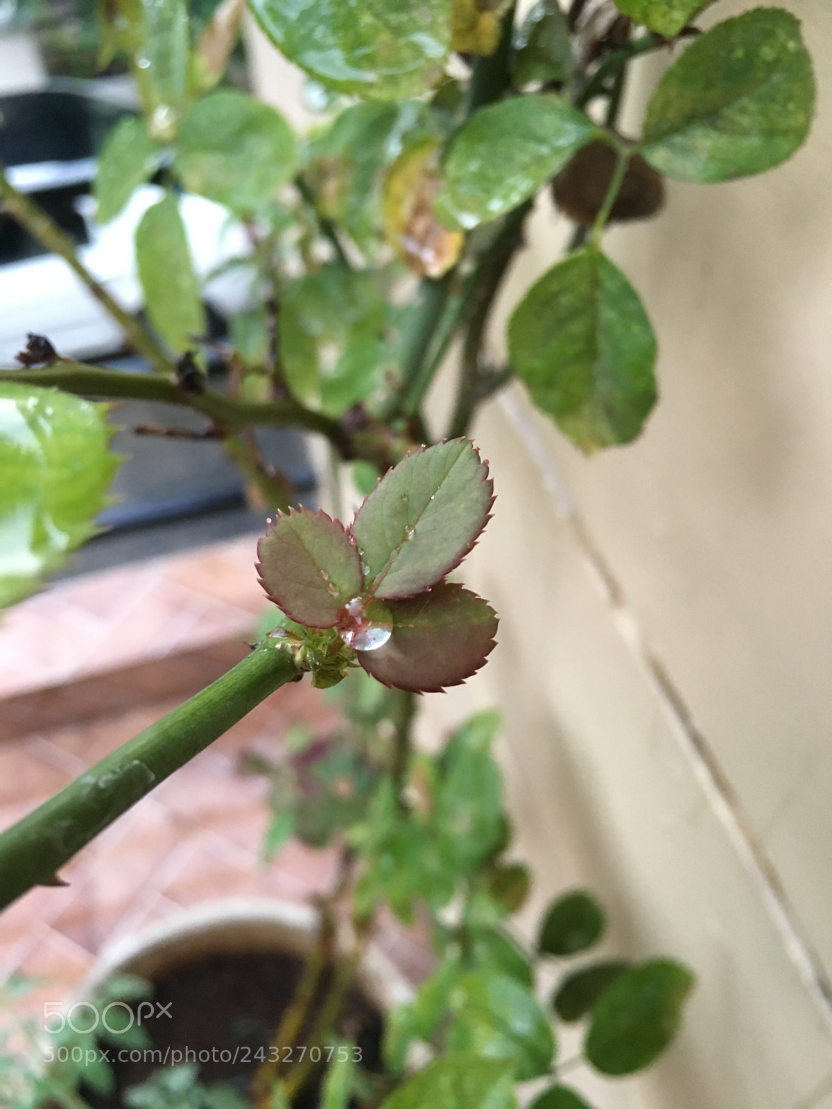 Apple iPhone 6s sample photo. A droplet of water photography