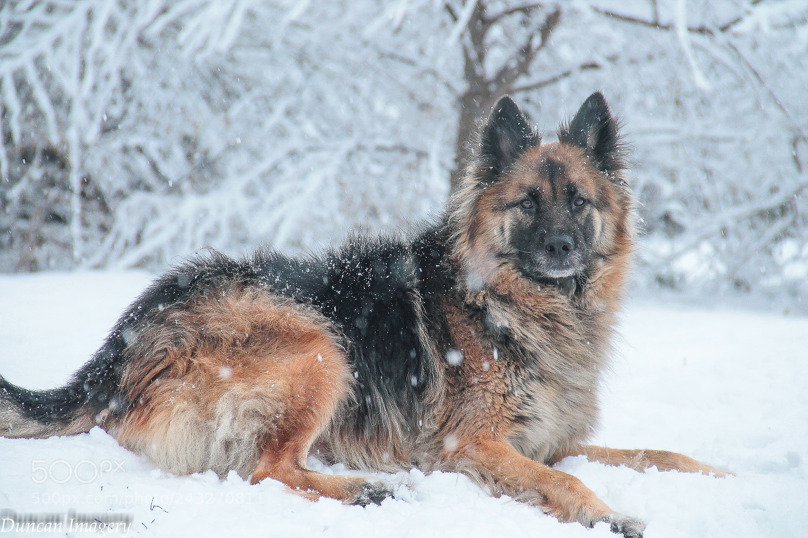Canon EOS 1100D (EOS Rebel T3 / EOS Kiss X50) sample photo. Snowdog photography
