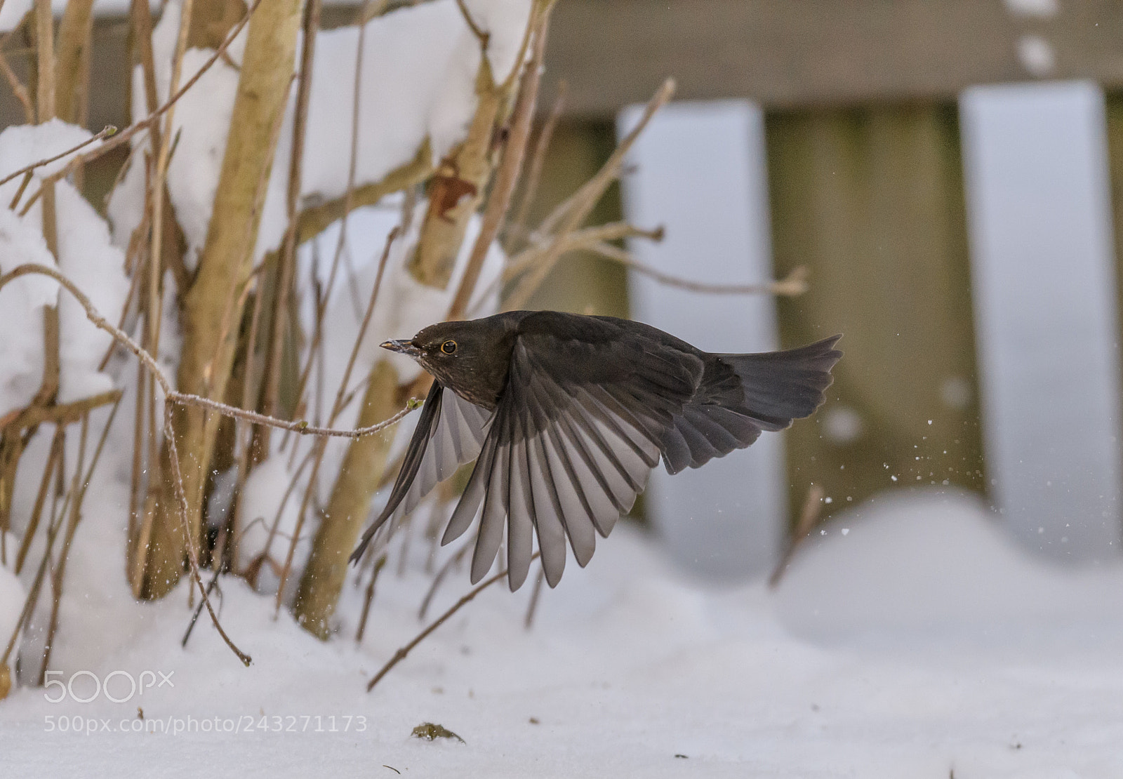 Nikon D5 sample photo. Blackbird photography