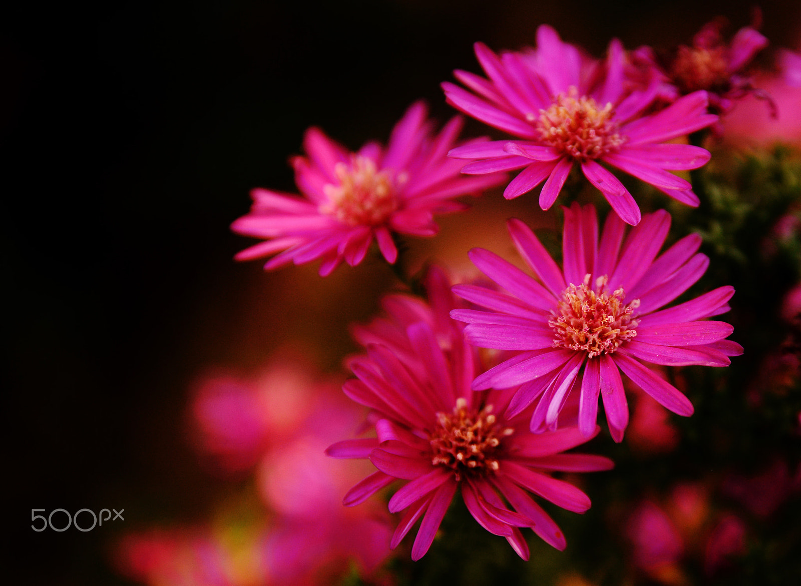 Sigma 17-50mm F2.8 EX DC OS HSM sample photo. Pink dream photography