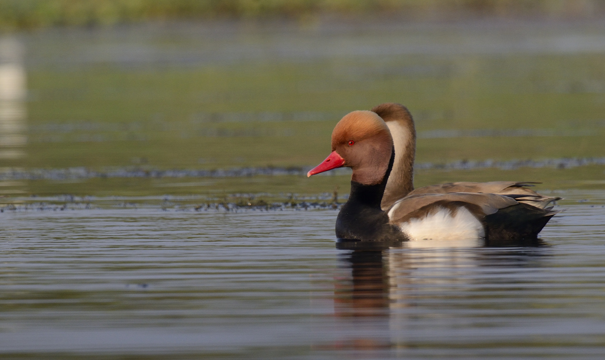 Nikon AF-S Nikkor 200-500mm F5.6E ED VR sample photo. Red crested pochard photography