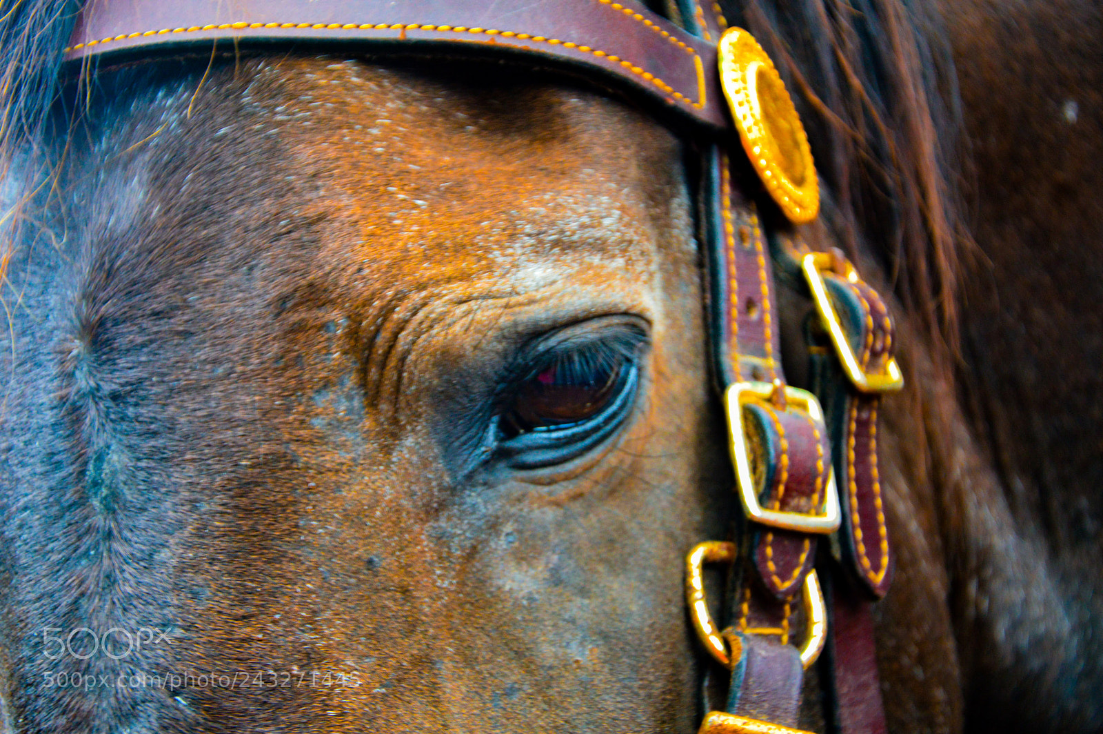 Nikon D3200 sample photo. Jane photography