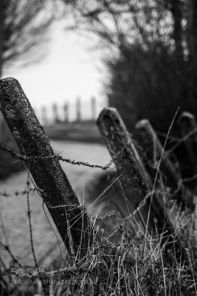 Canon EOS 1000D (EOS Digital Rebel XS / EOS Kiss F) sample photo. Molenberg photography