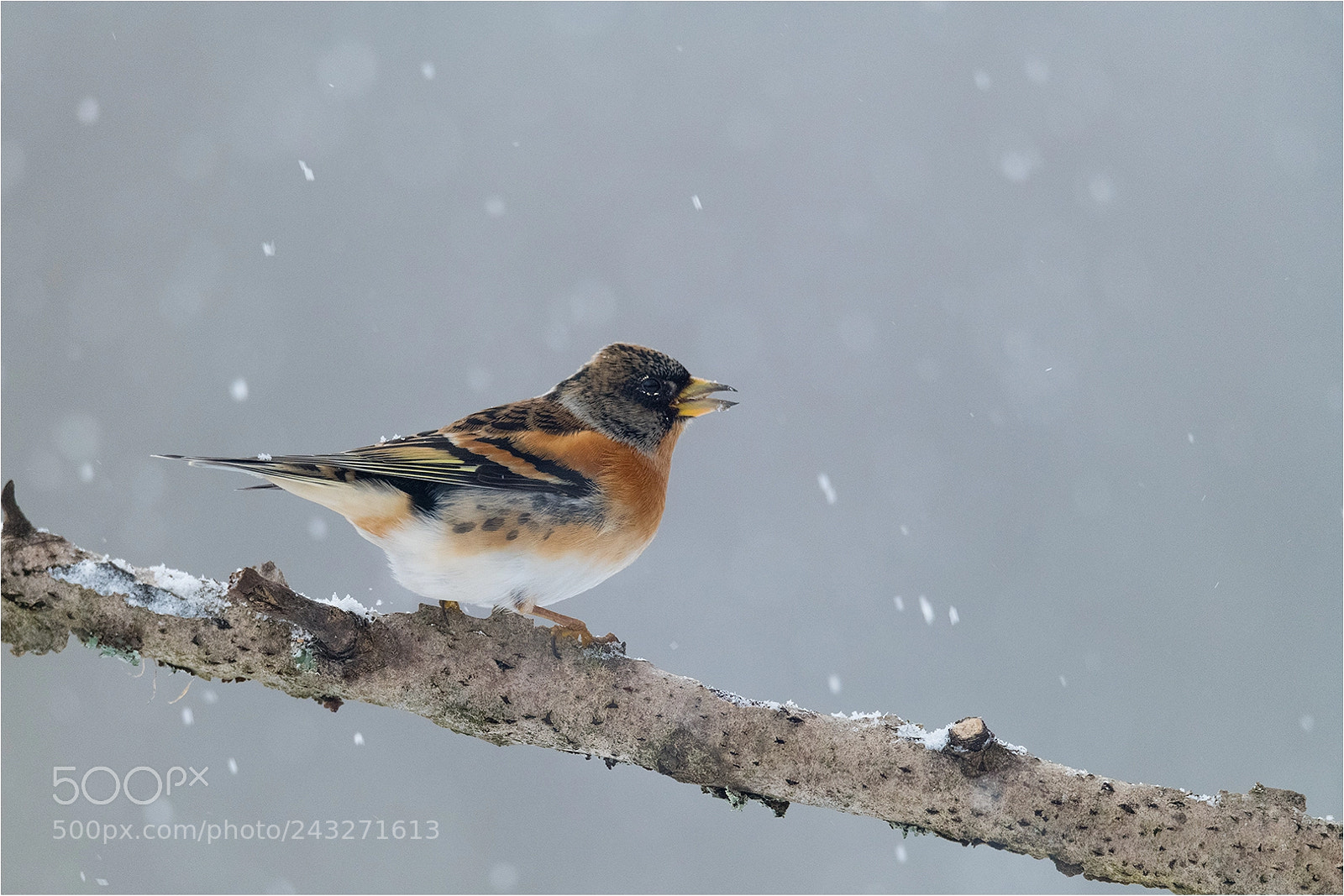Nikon D850 sample photo. Brambling / bergfink photography