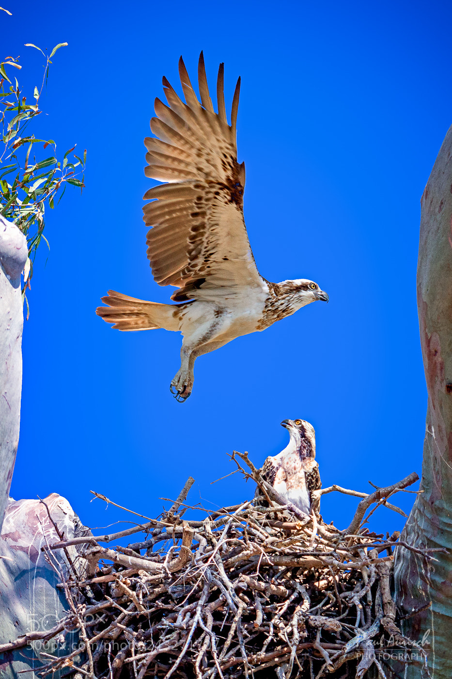 Nikon D500 sample photo. Osprey photography
