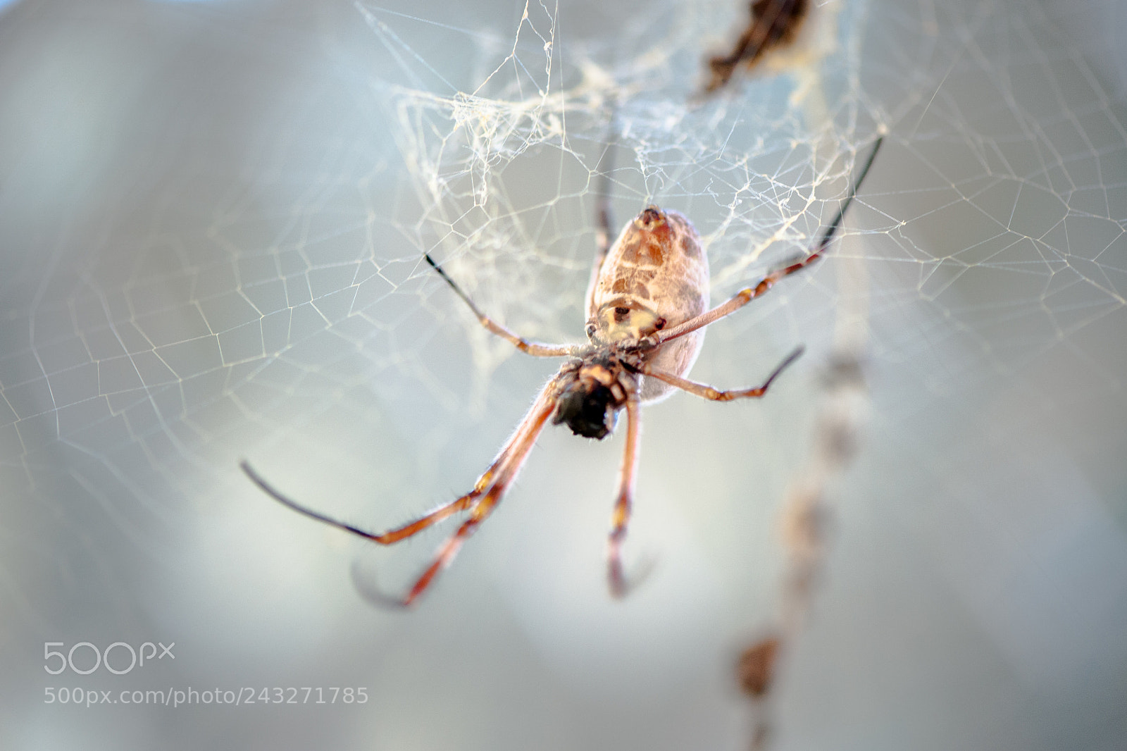 Nikon D700 sample photo. Living things 2 photography