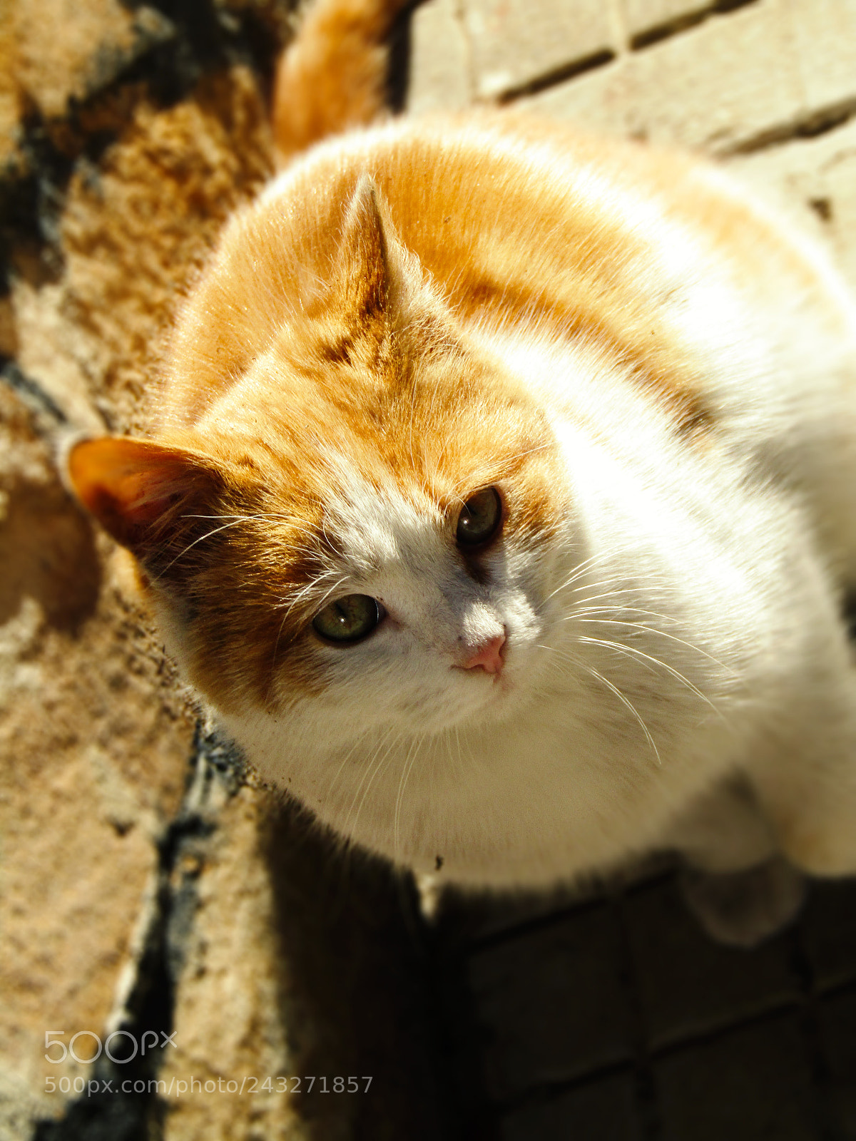 Canon PowerShot SX410 IS sample photo. My cat vincent. photography