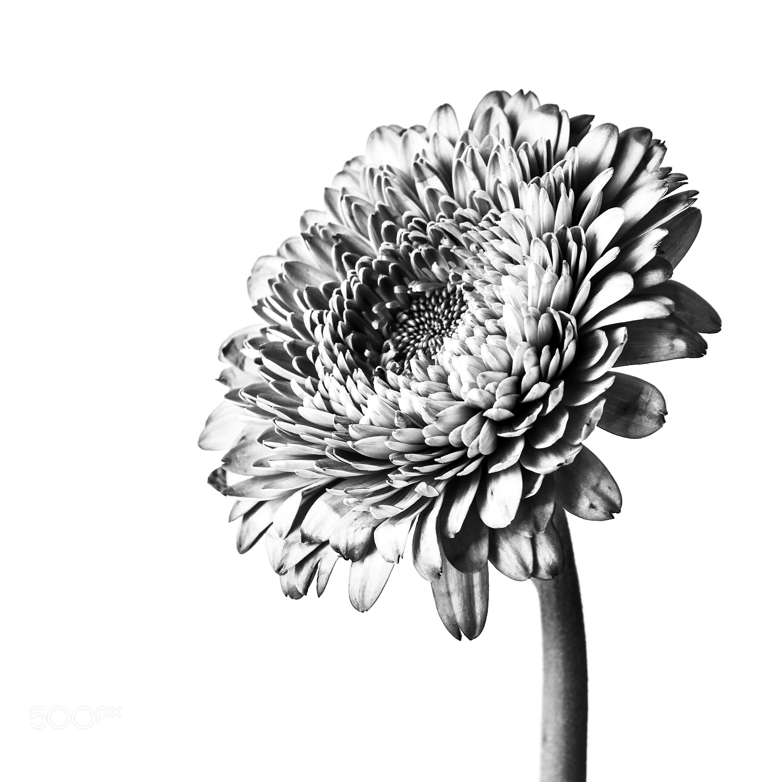 Pentax K-70 sample photo. Gerbera photography