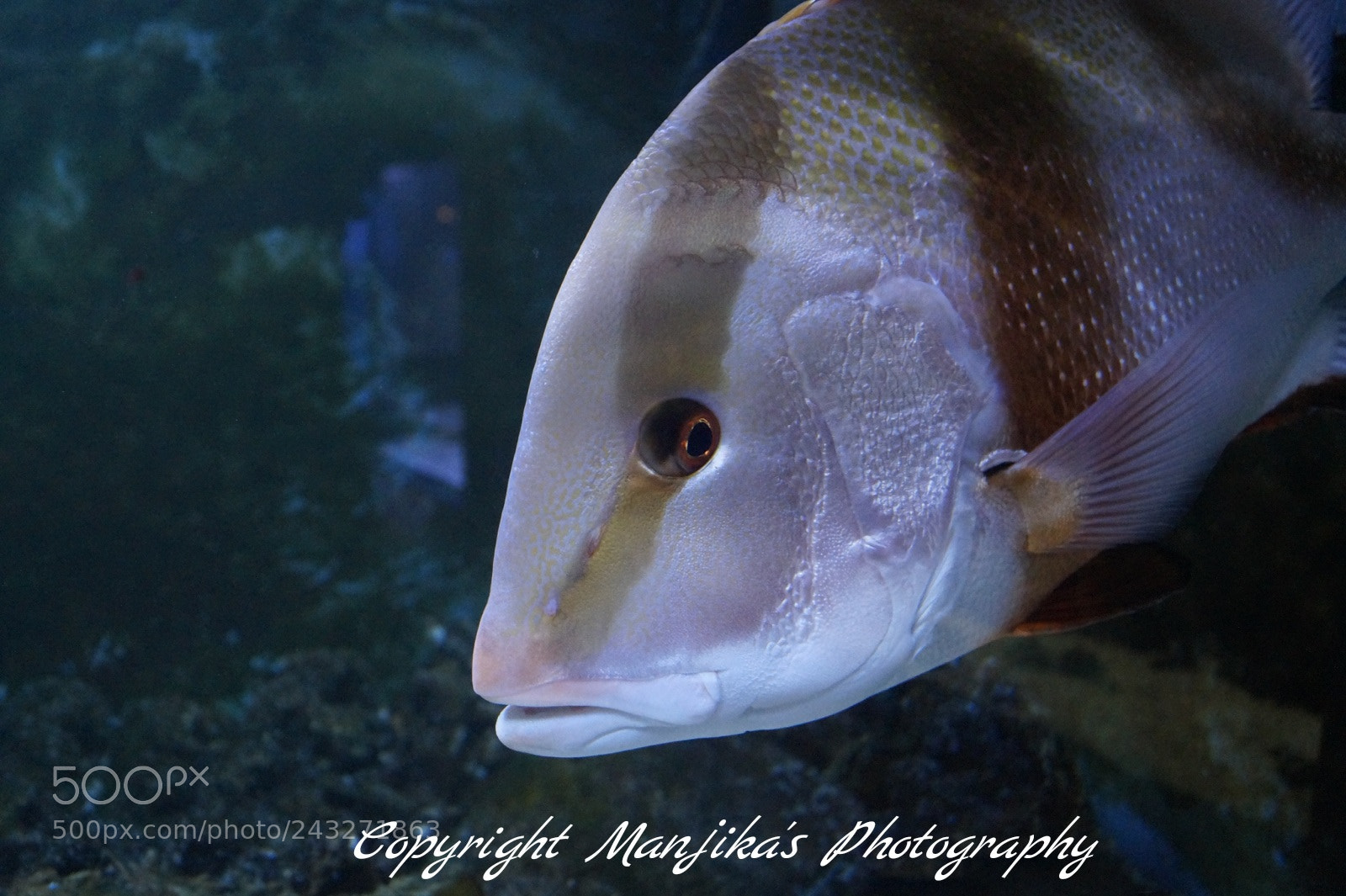 Sony SLT-A58 sample photo. Meeresaquarium bÜsum photography