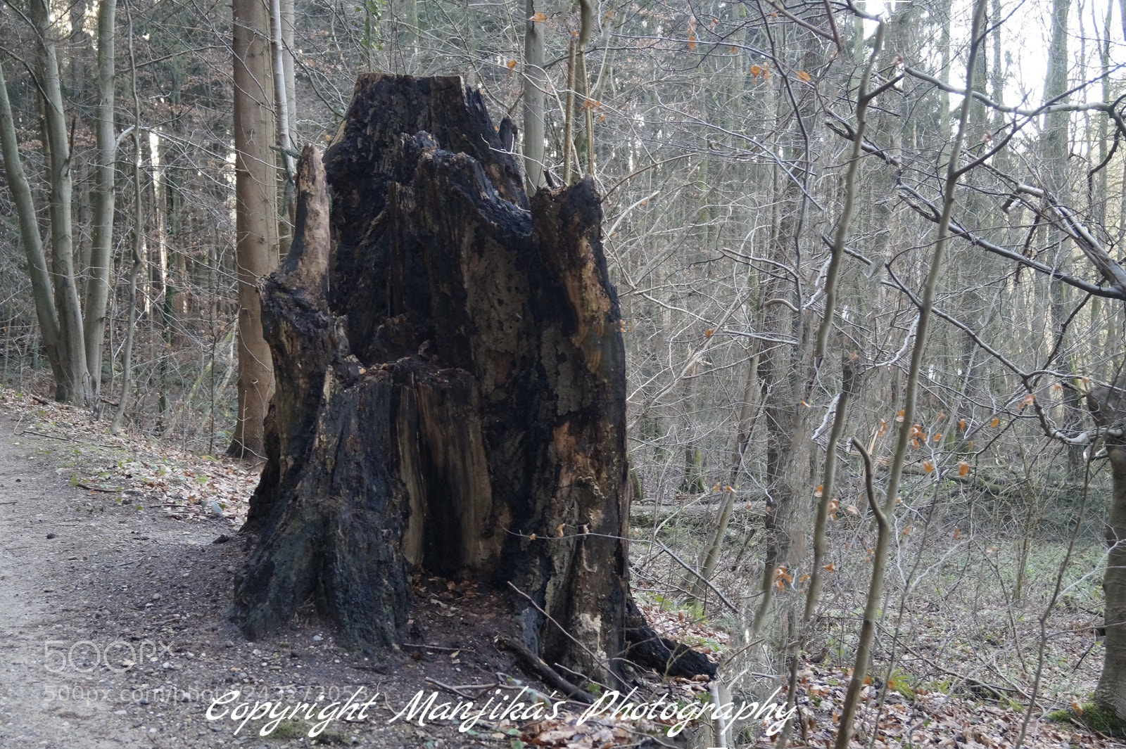 Sony SLT-A58 sample photo. Baumstumpf photography