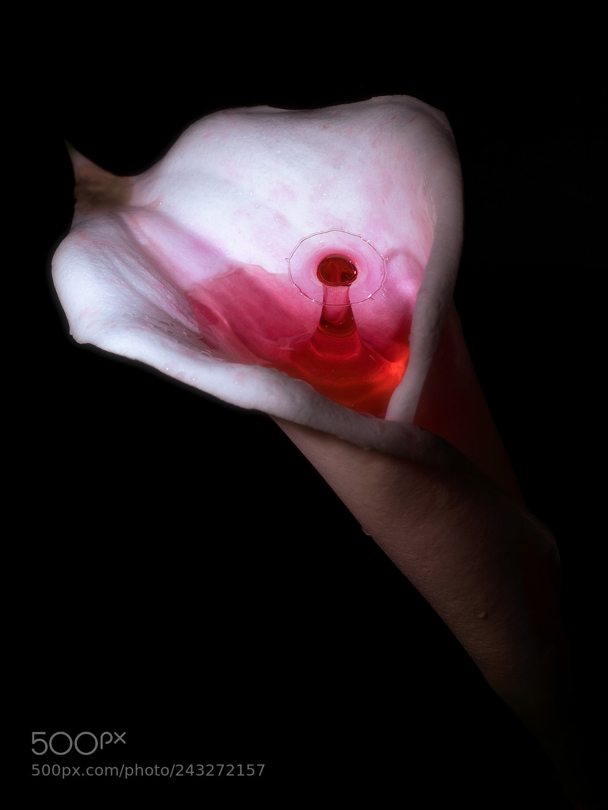Olympus OM-D E-M1 Mark II sample photo. Lilly drip photography