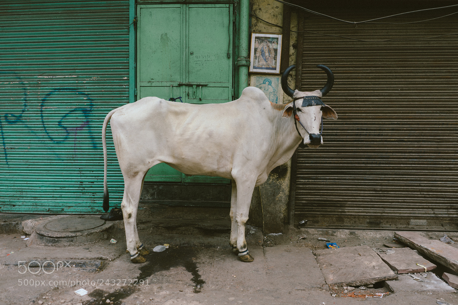 Sony a7 II sample photo. Delhi photography