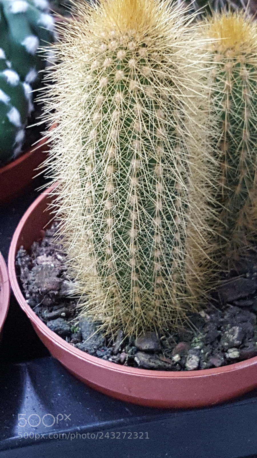 Samsung Galaxy S6 sample photo. Untitled photography