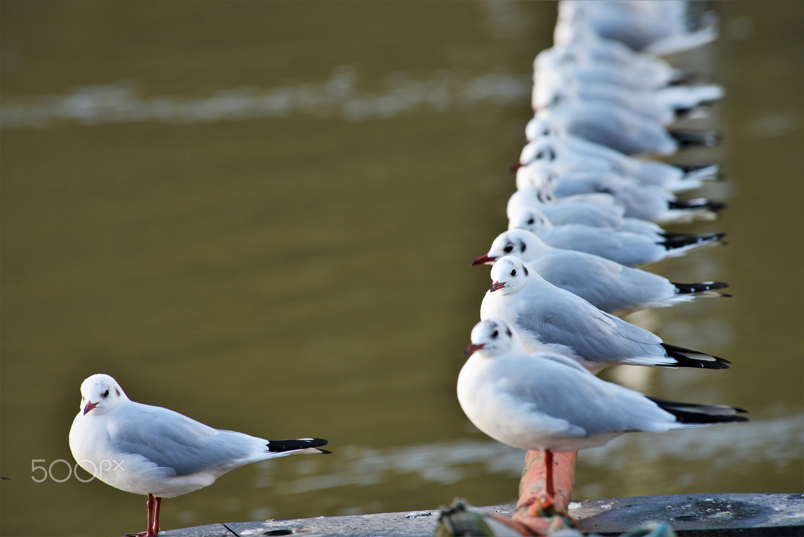 Nikon D800 sample photo. One by one photography