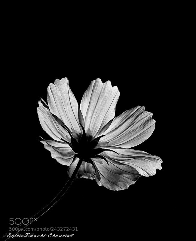Olympus E-620 (EVOLT E-620) sample photo. Cosmos photography