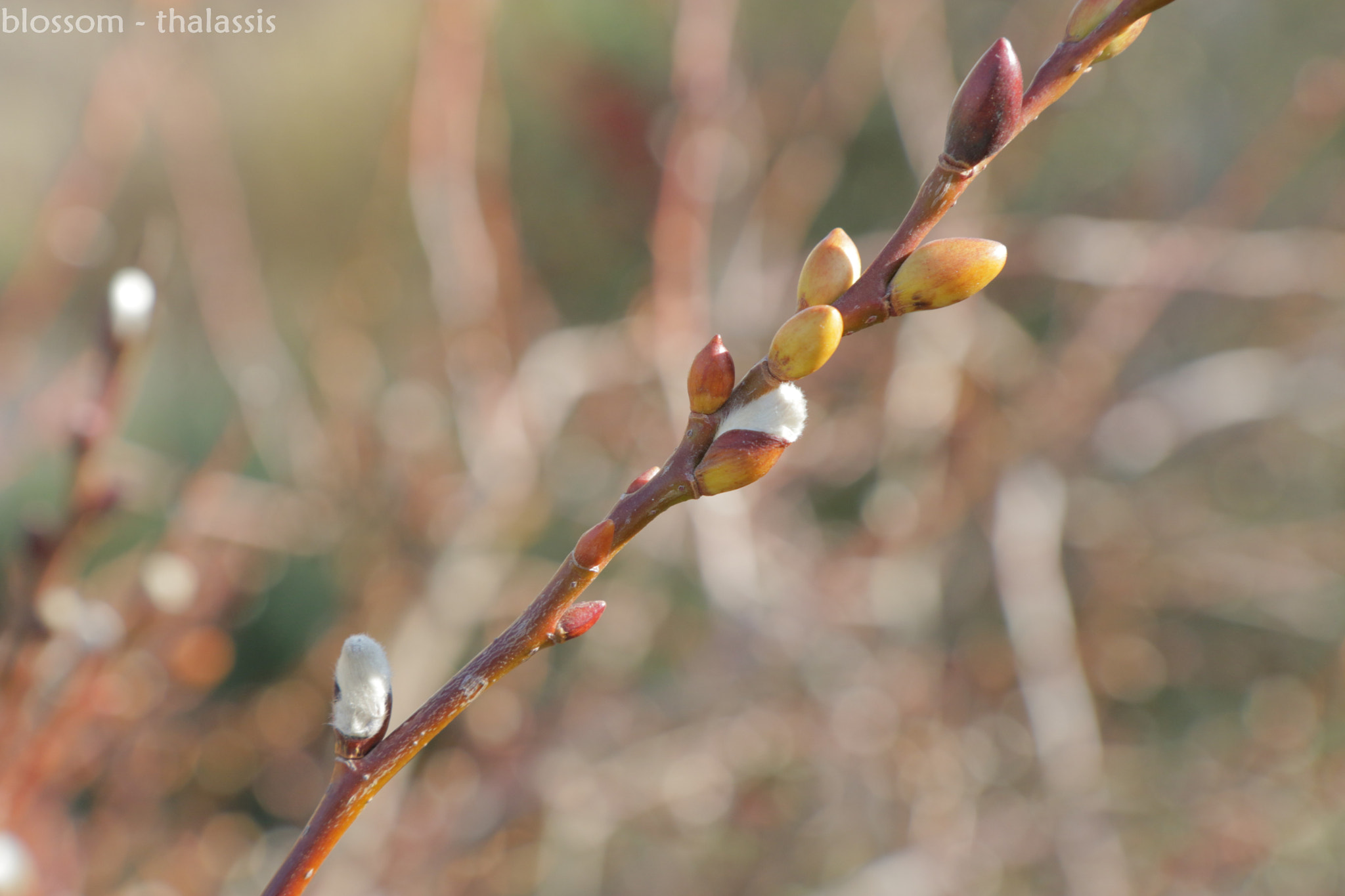 Canon EF-S 17-55mm F2.8 IS USM sample photo. Blossom photography