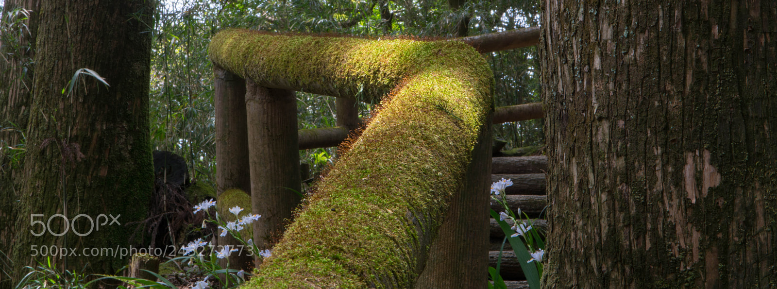 Nikon D7100 sample photo. S photography