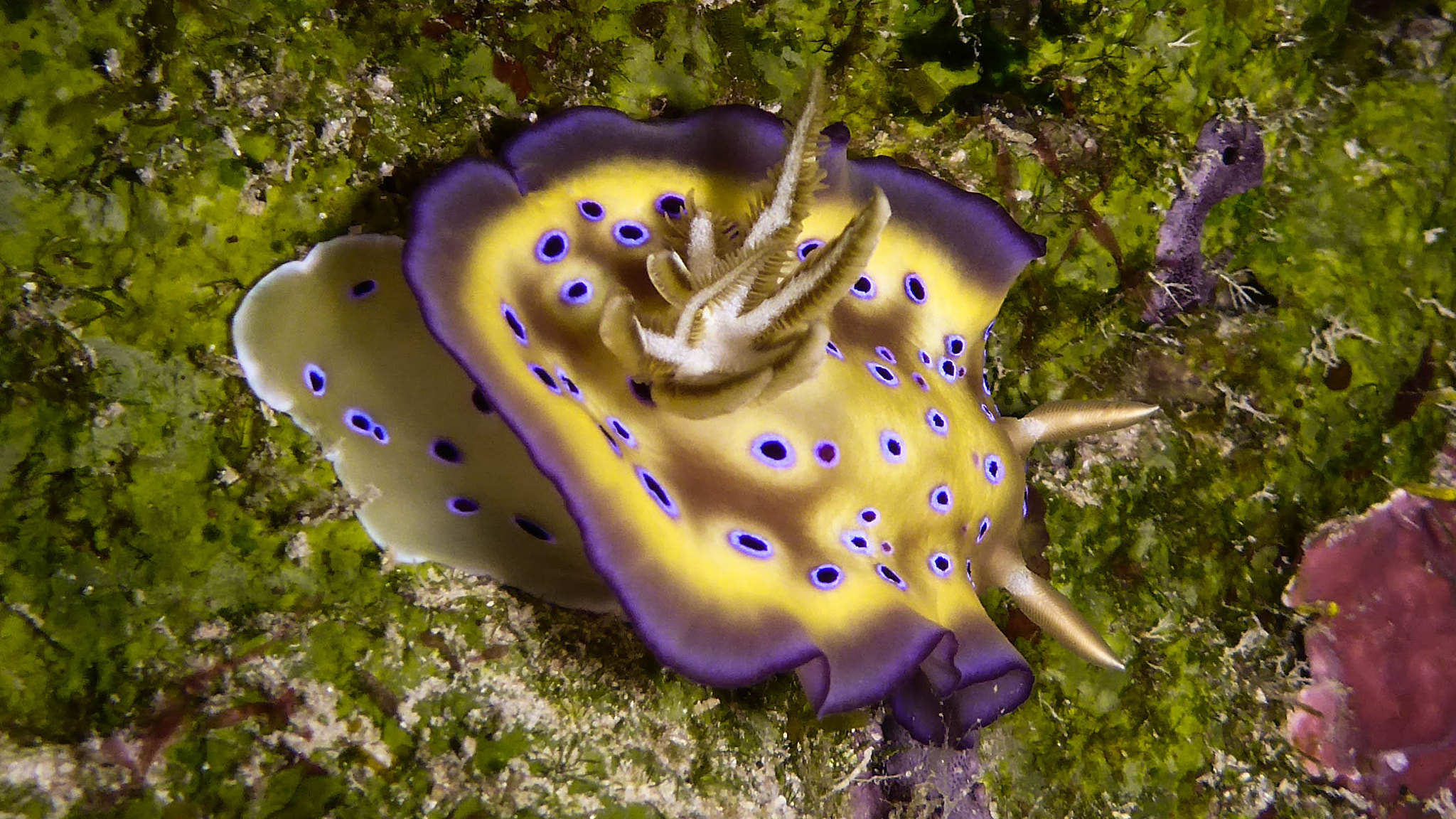 Panasonic Lumix DMC-TS5 (Lumix DMC-FT5) sample photo. Nudibranch photography