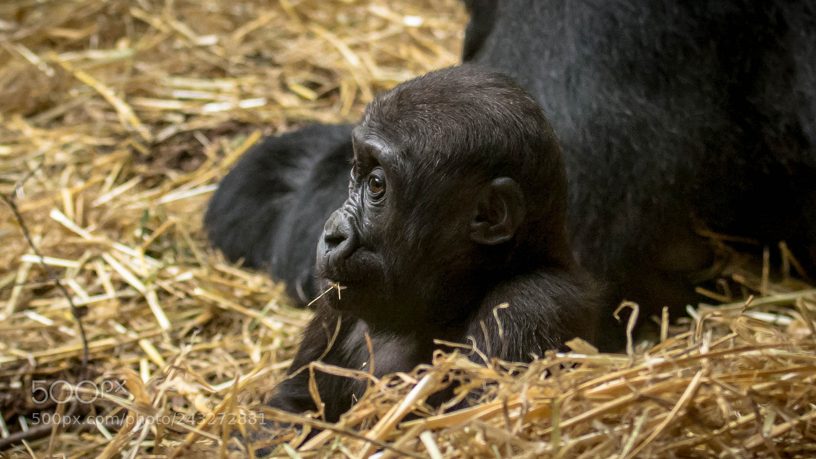 Nikon D7100 sample photo. Zoo zürich photography