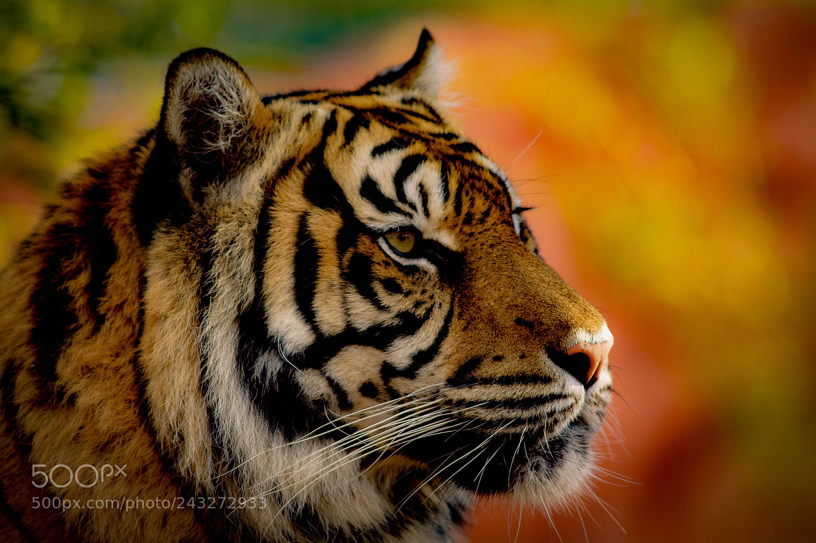 Nikon D7100 sample photo. Female sumatran tiger photography