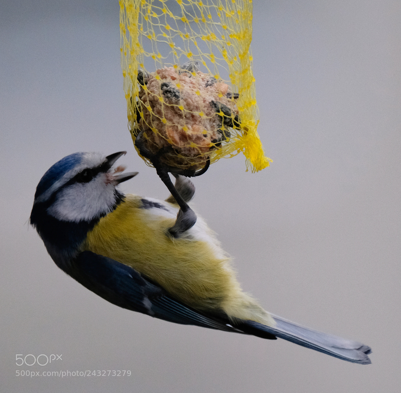 Fujifilm X-T2 sample photo. Bluetit with cores in photography