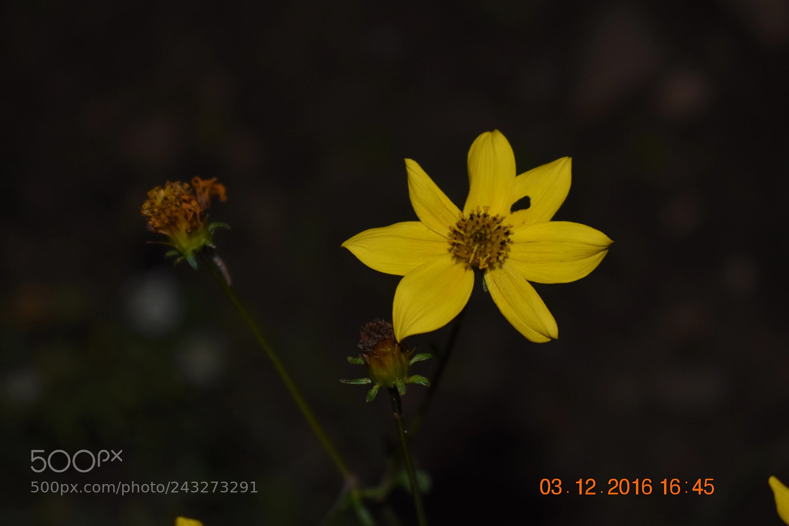 Nikon D3400 sample photo. Yellow flower at night photography